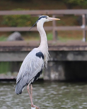 Grey Heron 大仙公園 Mon, 4/18/2022