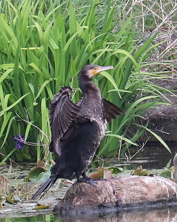 Great Cormorant 大仙公園 Mon, 4/18/2022