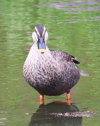 Eastern Spot-billed Duck 大仙公園 Mon, 4/18/2022