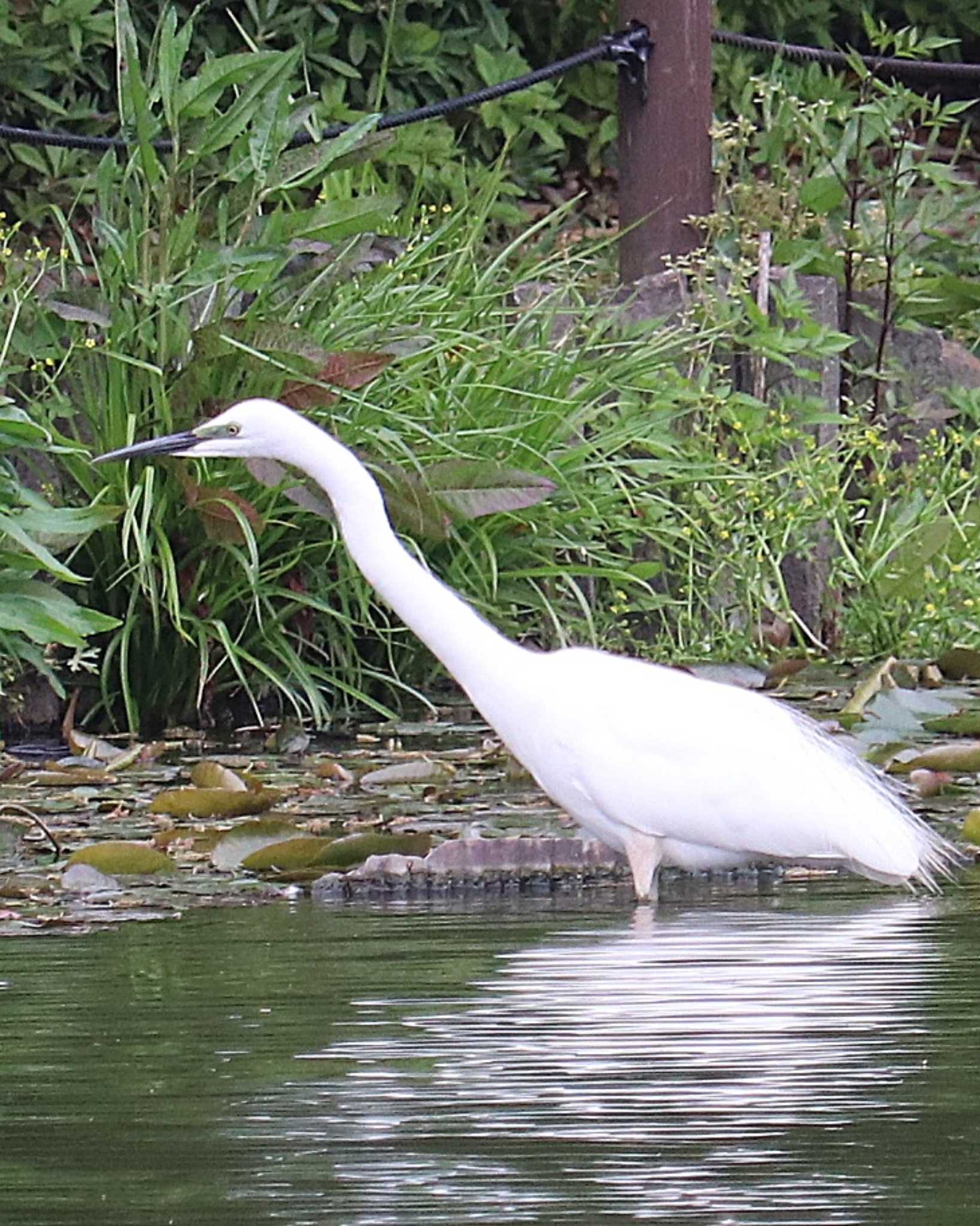 Great Egret