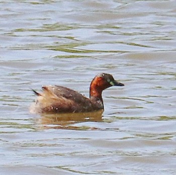 Little Grebe 田出井山古墳 Wed, 5/4/2022