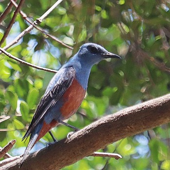 2022年5月4日(水) 田出井山古墳の野鳥観察記録