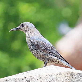 Blue Rock Thrush 田出井山古墳 Wed, 5/4/2022