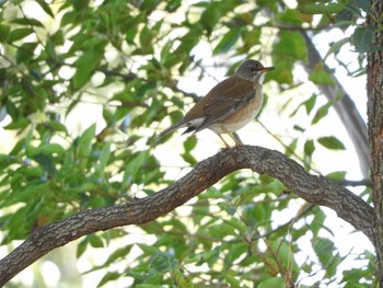 Pale Thrush Osaka Tsurumi Ryokuchi Wed, 2/7/2018