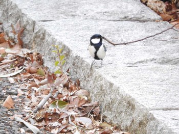 Japanese Tit Osaka Tsurumi Ryokuchi Wed, 2/7/2018