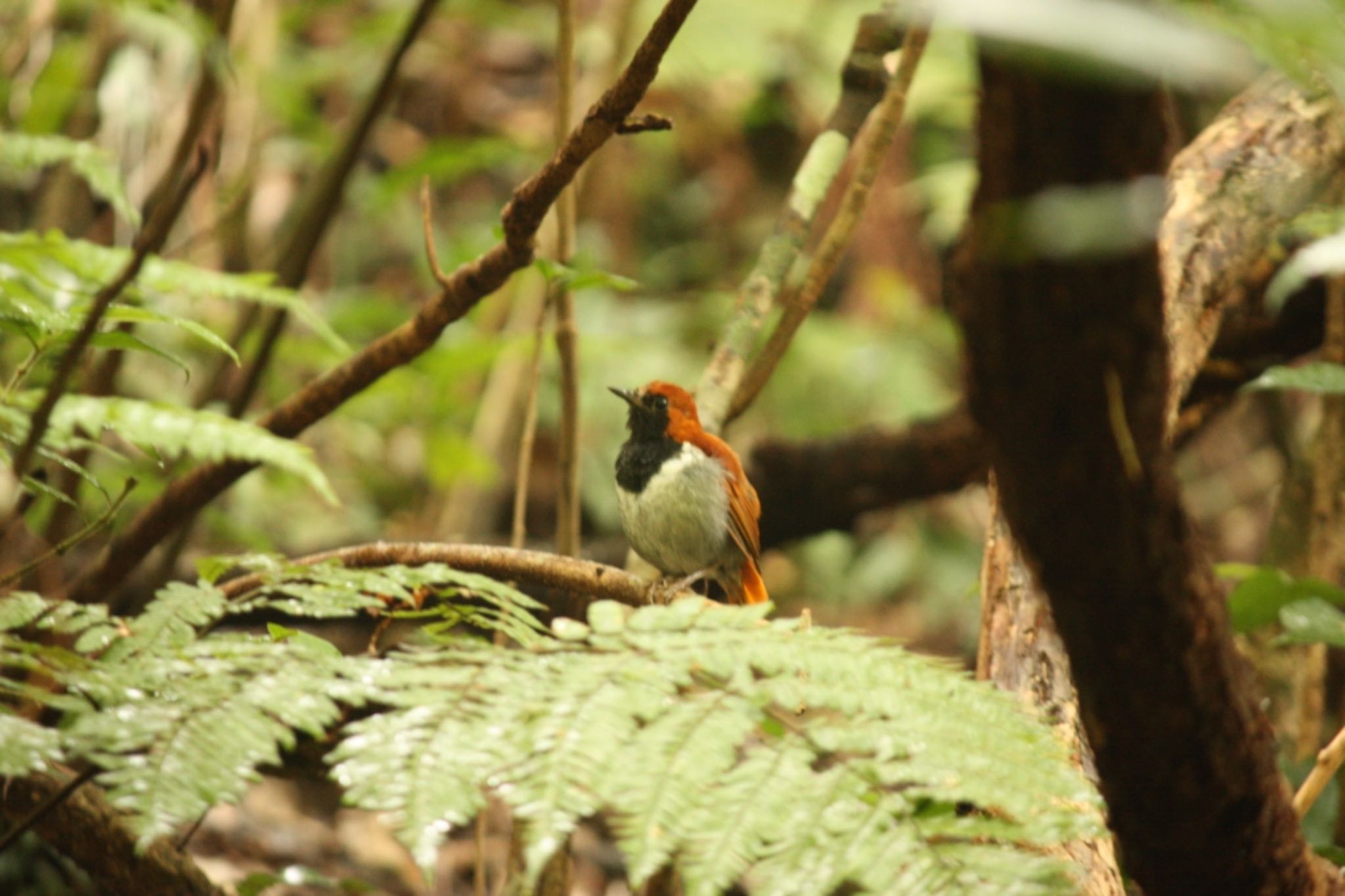 Photo of Okinawa Robin at やんばる by ふう