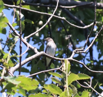 Grey-streaked Flycatcher Tokyo Port Wild Bird Park Sun, 9/25/2022