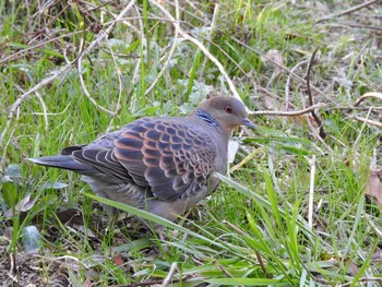 Oriental Turtle Dove Osaka Tsurumi Ryokuchi Wed, 2/7/2018