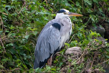 Grey Heron 静岡県 Thu, 9/29/2022