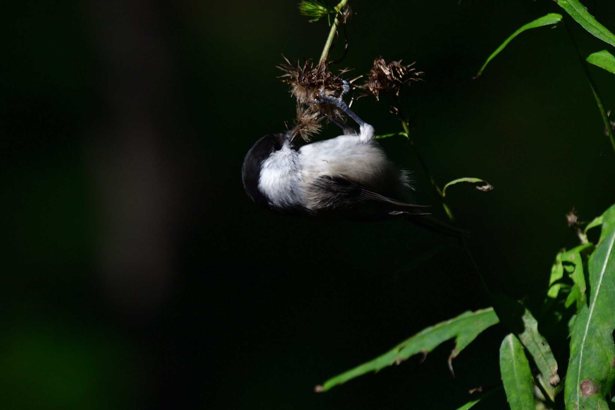 Willow Tit