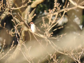 Eurasian Tree Sparrow Osaka Tsurumi Ryokuchi Wed, 2/7/2018