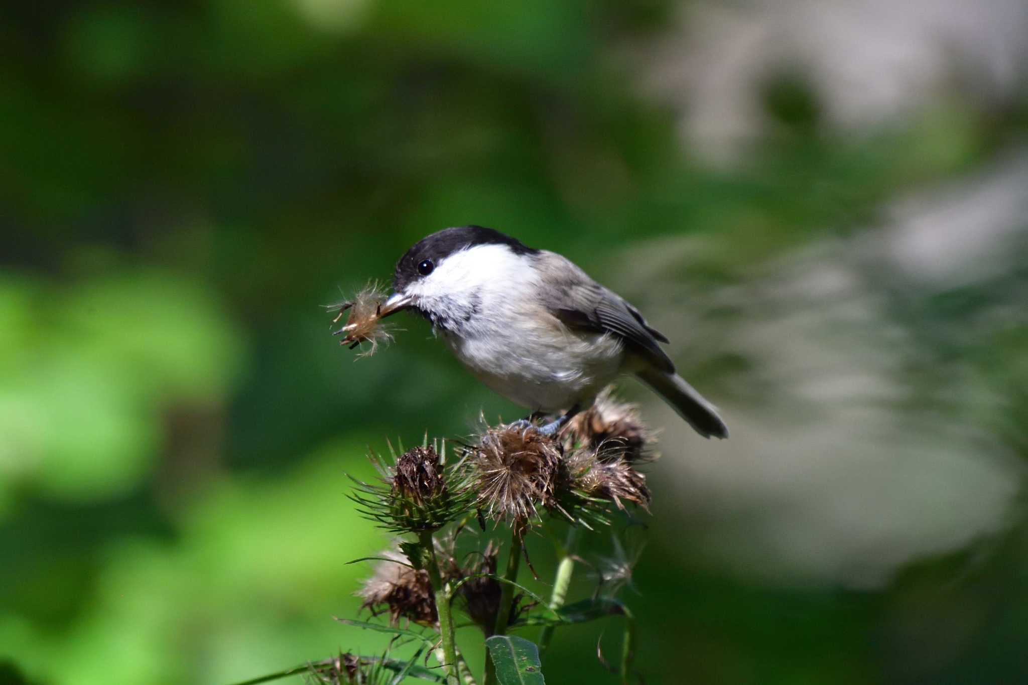 Willow Tit