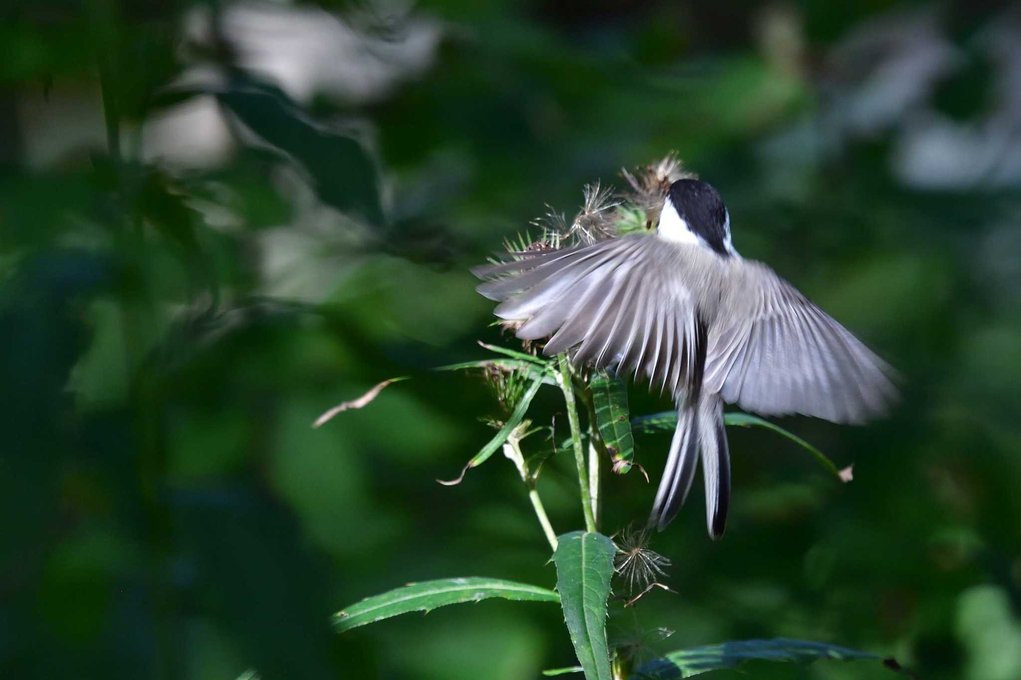 Willow Tit