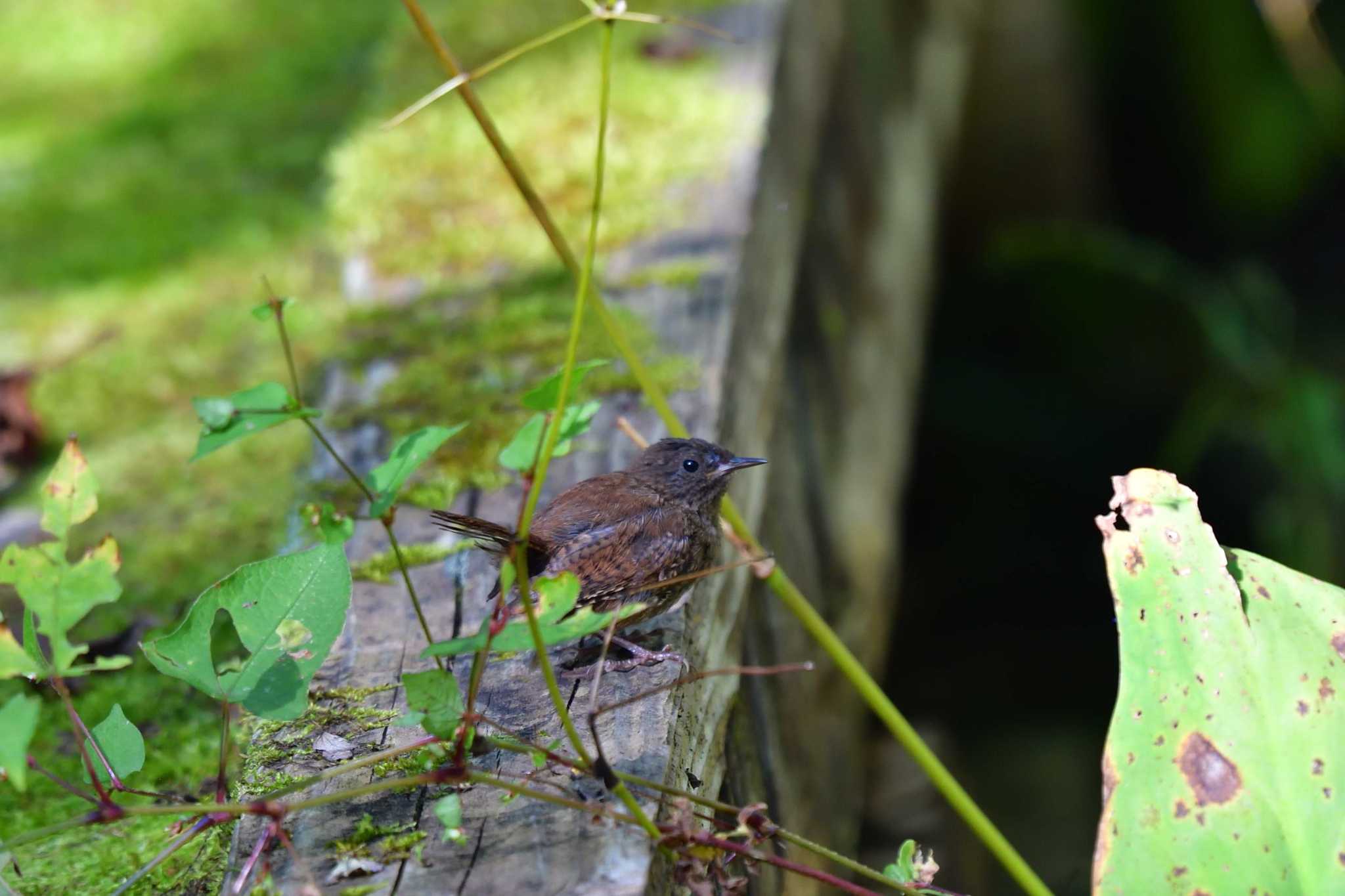 Eurasian Wren