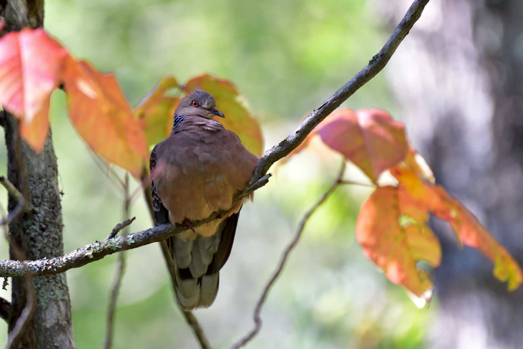 Oriental Turtle Dove