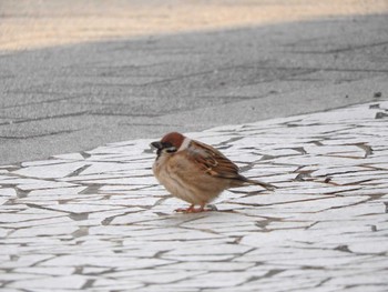 Eurasian Tree Sparrow Osaka Tsurumi Ryokuchi Wed, 2/7/2018