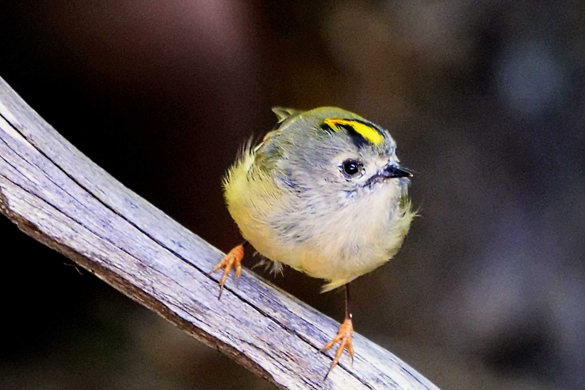 Goldcrest