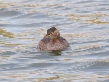 Little Grebe Osaka Tsurumi Ryokuchi Wed, 2/7/2018