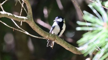 Japanese Tit Arima Fuji Park Fri, 9/30/2022