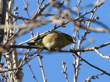 Warbling White-eye Osaka Tsurumi Ryokuchi Wed, 2/7/2018