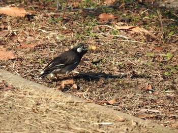 White-cheeked Starling Osaka Tsurumi Ryokuchi Wed, 2/7/2018