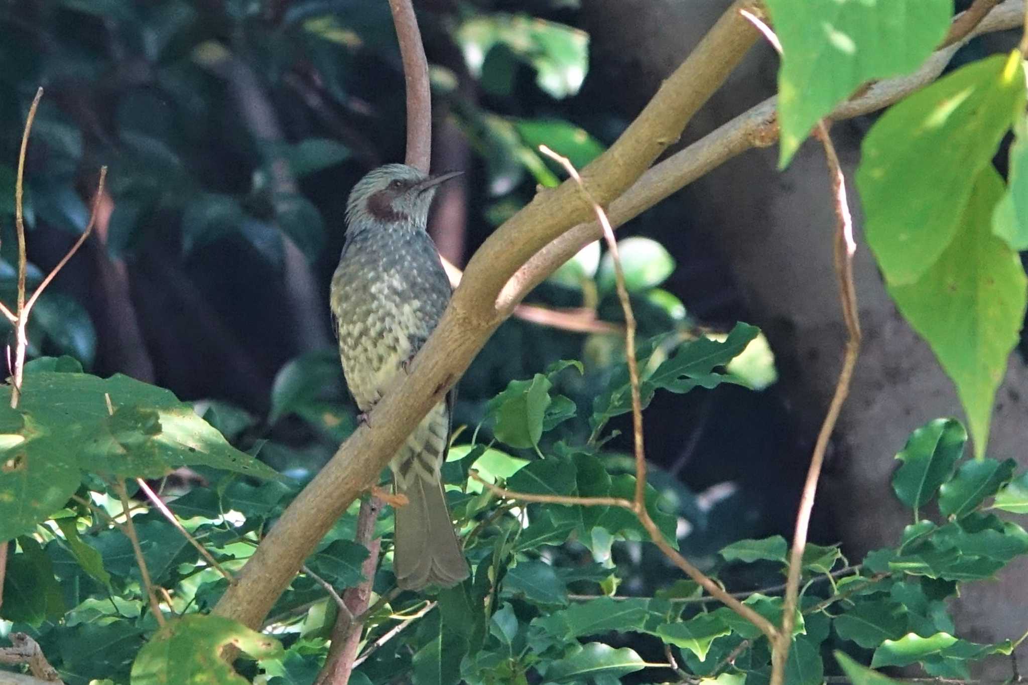 Brown-eared Bulbul