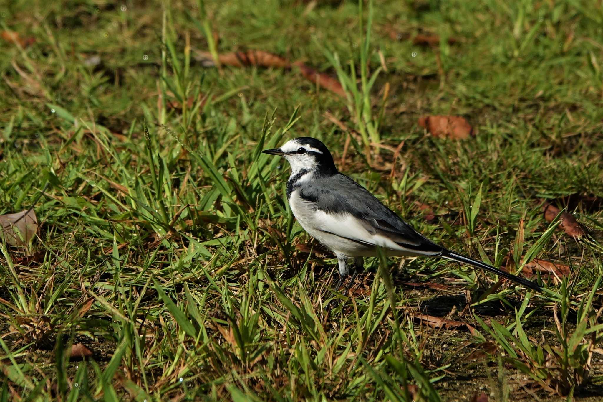 ロクハ公園(滋賀県草津市) ハクセキレイの写真 by bmont520