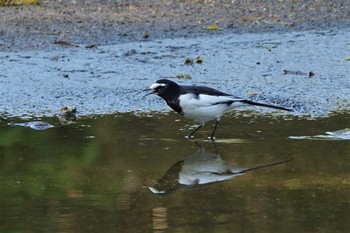 2022年10月1日(土) ロクハ公園(滋賀県草津市)の野鳥観察記録