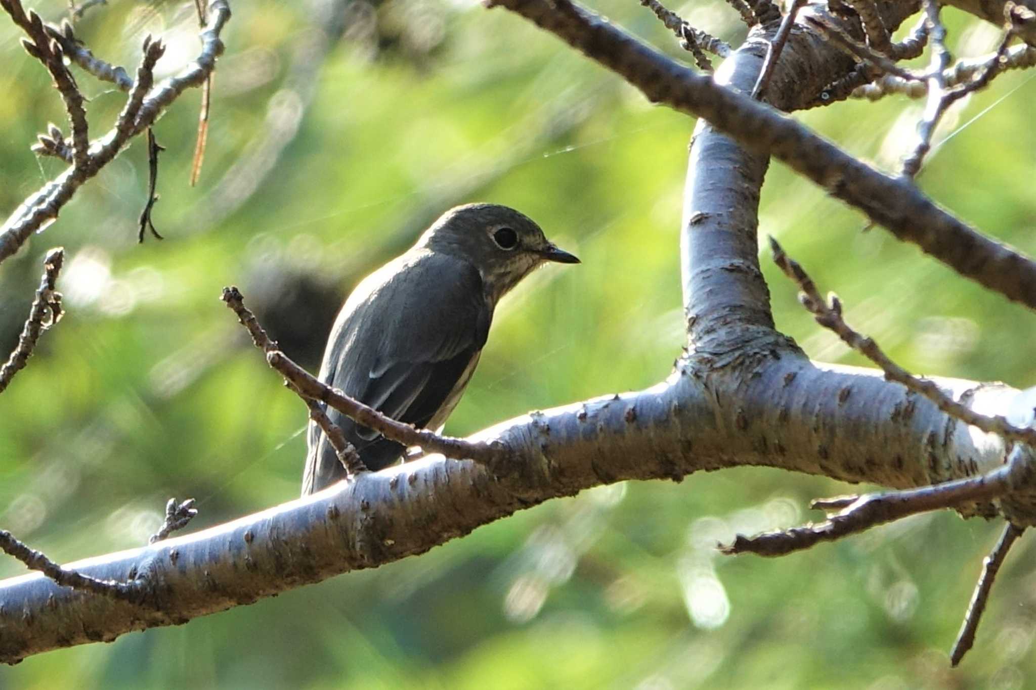 Grey-streaked Flycatcher