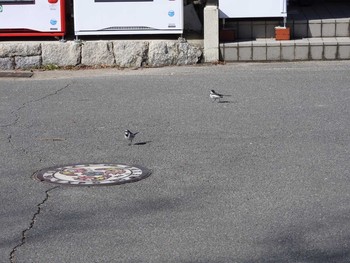 White Wagtail Osaka Tsurumi Ryokuchi Wed, 2/7/2018