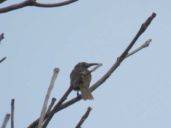 White-streaked Friarbird