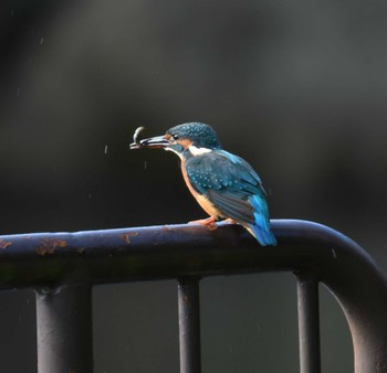 カワセミ 万騎が原公園 2022年10月1日(土)