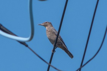 Blue Rock Thrush 静岡県 Sat, 10/1/2022