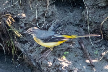 Grey Wagtail 静岡県 Sat, 10/1/2022