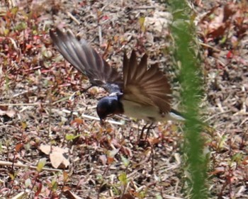 2022年5月7日(土) 丸保山古墳の野鳥観察記録