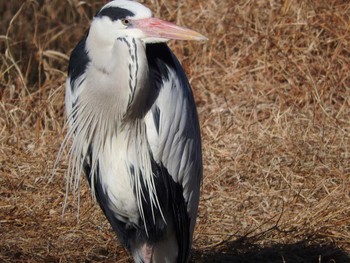 2018年2月7日(水) 大阪鶴見緑地の野鳥観察記録