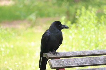 ハシブトガラス 大仙公園 2022年5月19日(木)