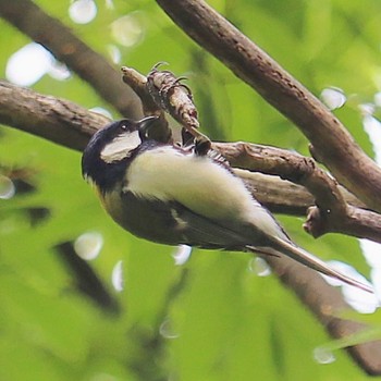 Japanese Tit 大仙公園 Sat, 5/21/2022