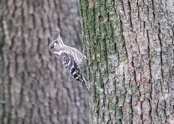 Japanese Pygmy Woodpecker 大仙公園 Sat, 5/21/2022