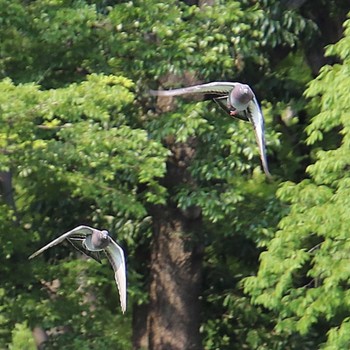 2022年5月31日(火) 大仙公園の野鳥観察記録