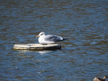 Vega Gull Osaka Tsurumi Ryokuchi Wed, 2/7/2018