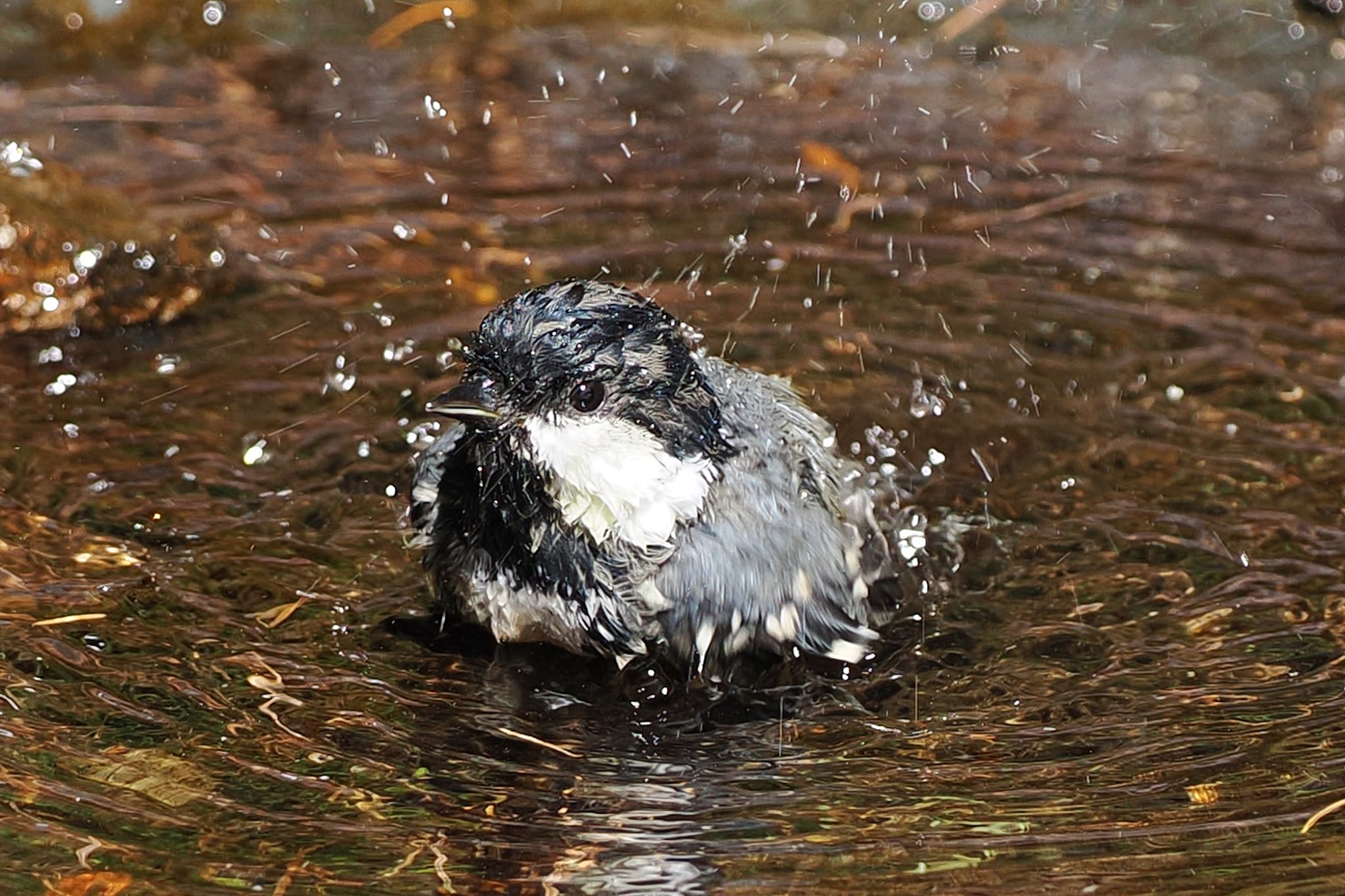 Coal Tit