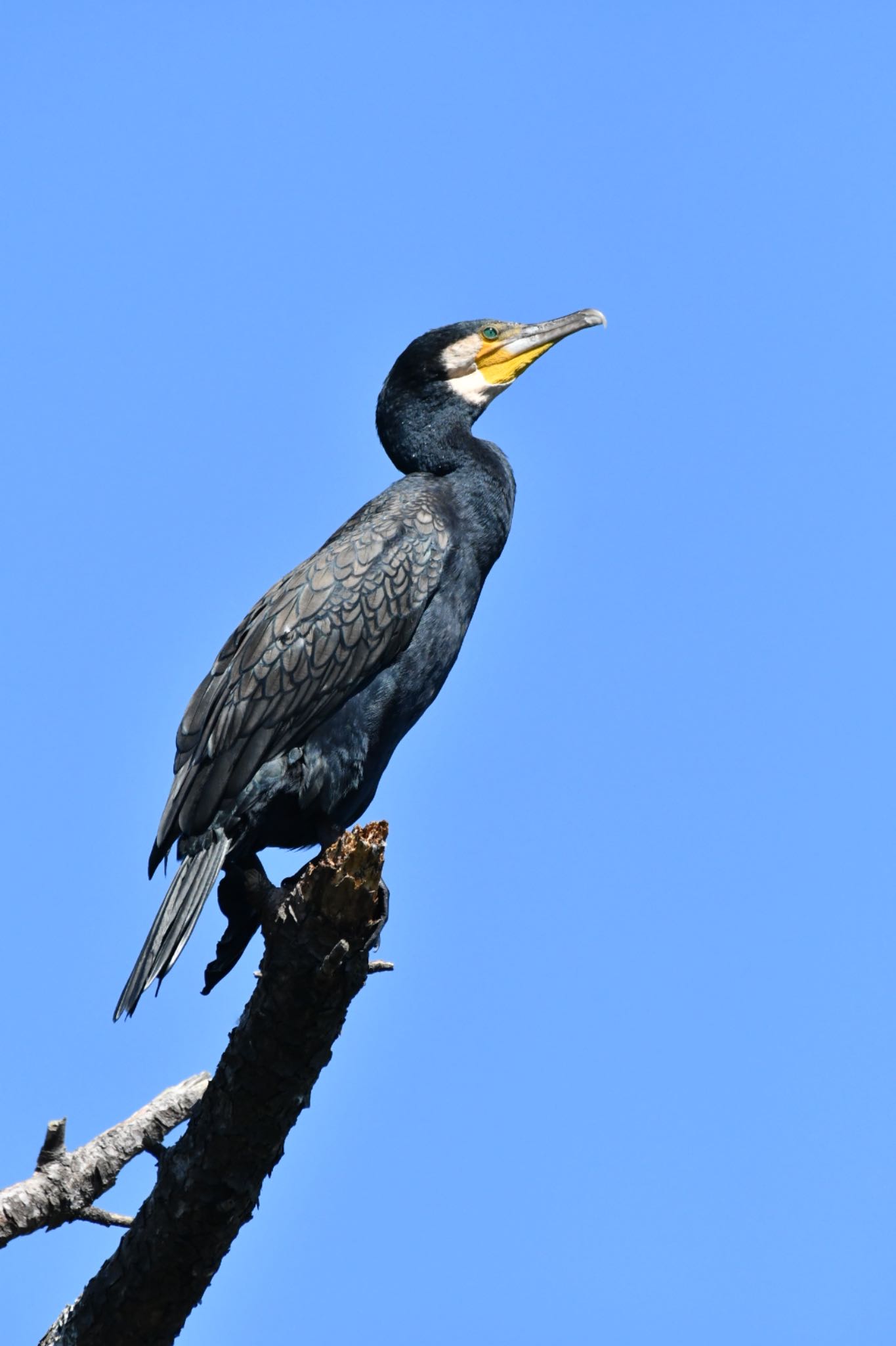 東京港野鳥公園 カワウの写真