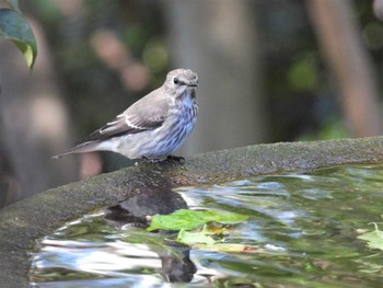 2022年10月1日(土) 権現山(弘法山公園)の野鳥観察記録