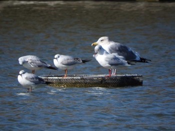 Vega Gull Osaka Tsurumi Ryokuchi Wed, 2/7/2018