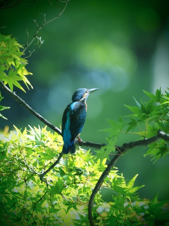 Common Kingfisher 洞峰公園 Sat, 10/1/2022