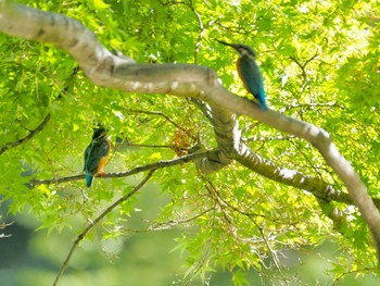 カワセミ 洞峰公園 2022年10月1日(土)