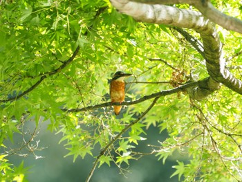 Common Kingfisher 洞峰公園 Sat, 10/1/2022