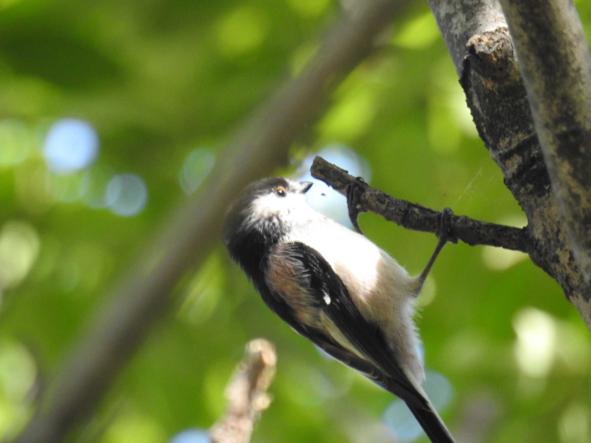 東京港野鳥公園 エナガの写真