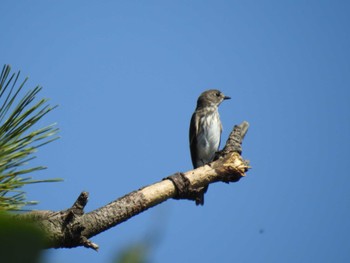 2022年10月1日(土) 東京港野鳥公園の野鳥観察記録